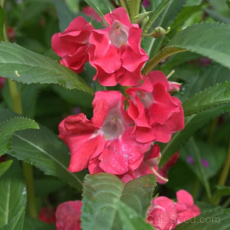 Balsam 'Bush Flowered Mix' Seeds — Vibrant Garden Blooms - View 3