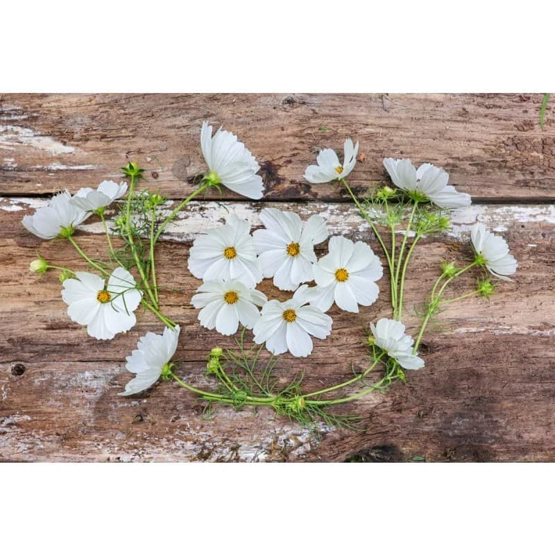 Purity Cosmos Seeds — Pure White Petals - View 5
