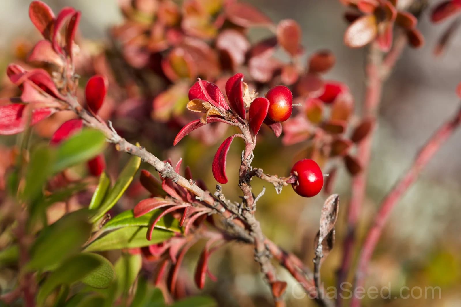 Bearberry 'Kinnikinnick' Seeds — Evergreen Ground Cover - View 6