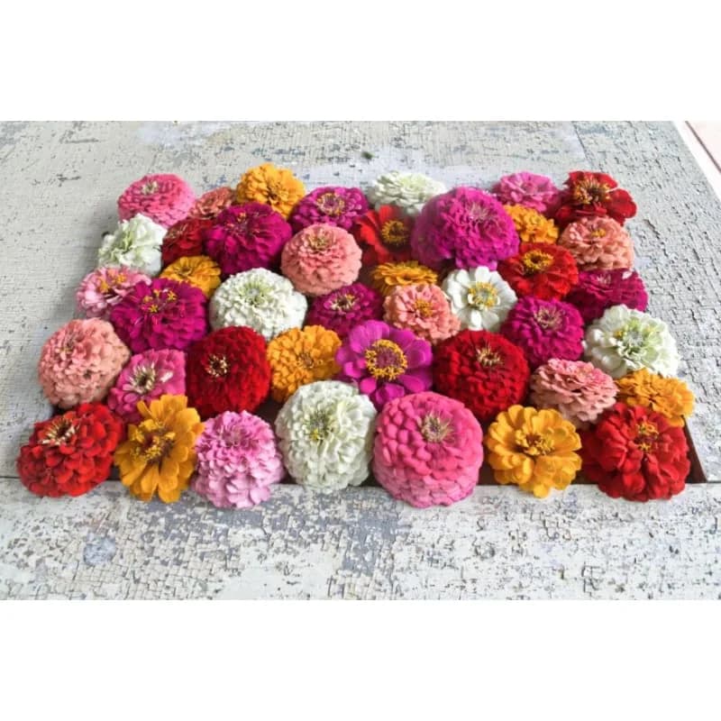 Oklahoma Formula Mix Zinnia Seeds — Vibrant Heat-Tolerant Blooms - View 4