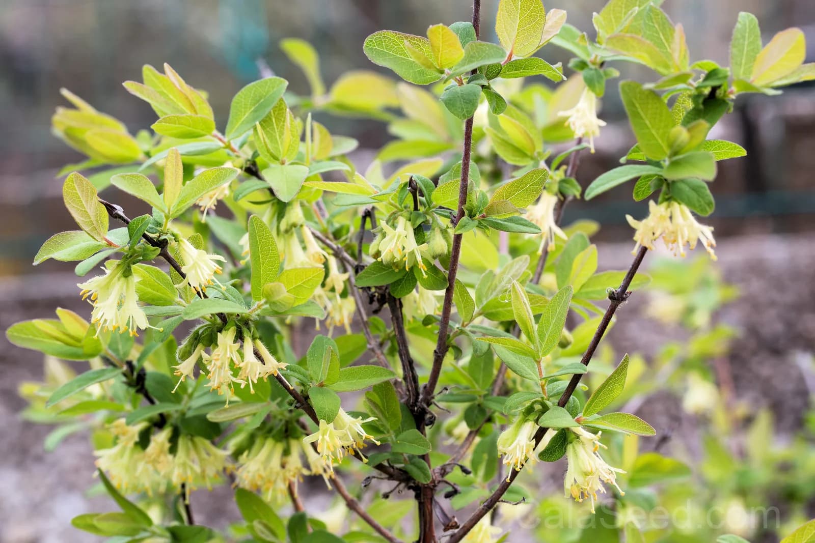 Blue Honeysuckle 'Honeyberry' Seeds — Edible Fruit Shrub - View 3