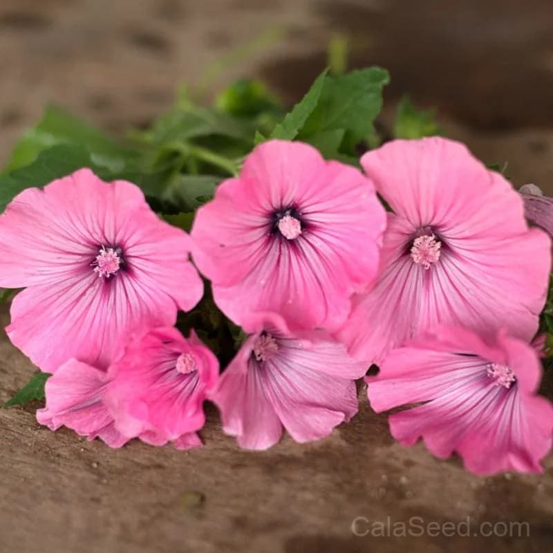 Silver Cup Lavatera Seeds — Showy Annual Bloom - View 1
