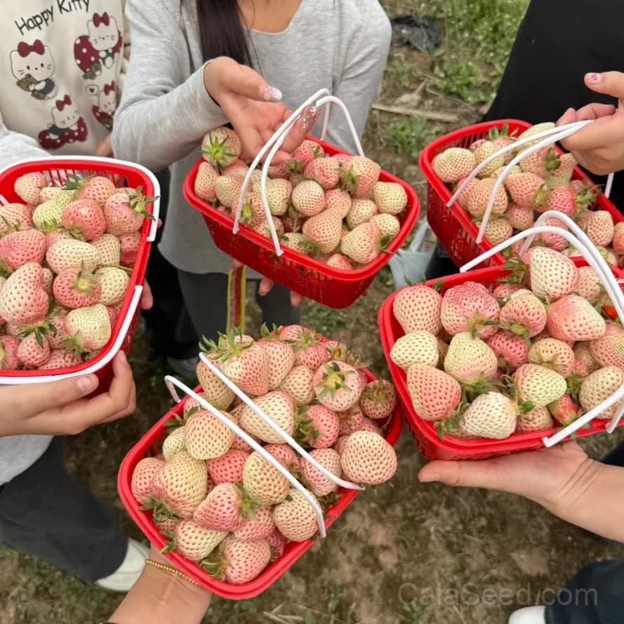 Awayuki White Strawberry Seeds – Rare, Sweet, High Germination & Easy to Grow - View 3