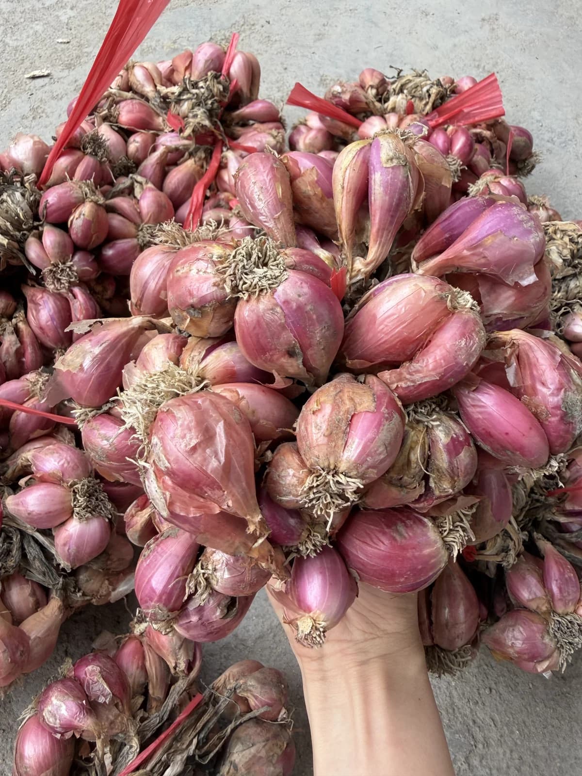 Davidor Shallots Seeds — Gourmet French Culinary Bulb - View 5