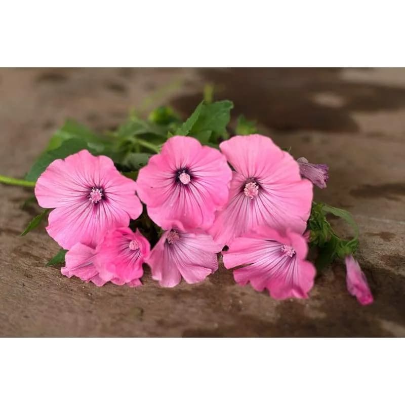 Silver Cup Lavatera Seeds — Showy Annual Bloom - View 2