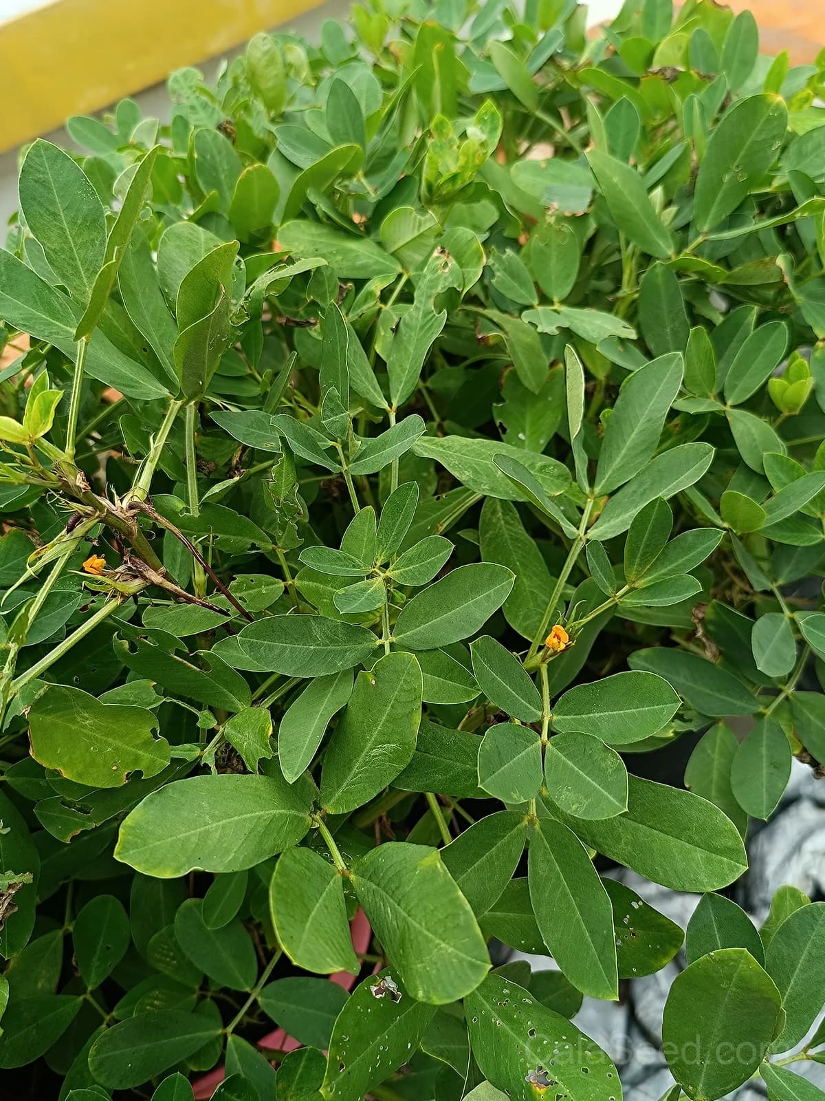 Jumbo Virginia Peanut Seeds — Large Nut Yields - View 5