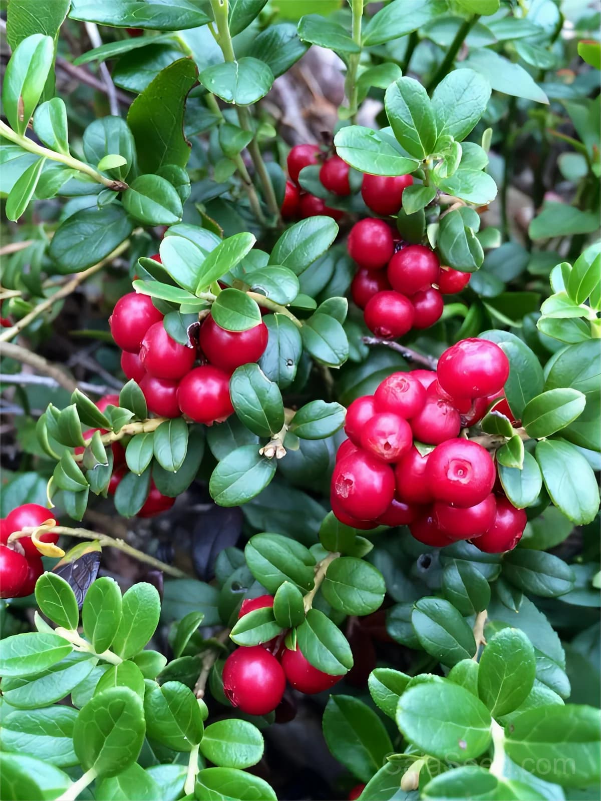 Lingonberry 'Red Pearl' Seeds — Tart Berry Ground Cover - View 2