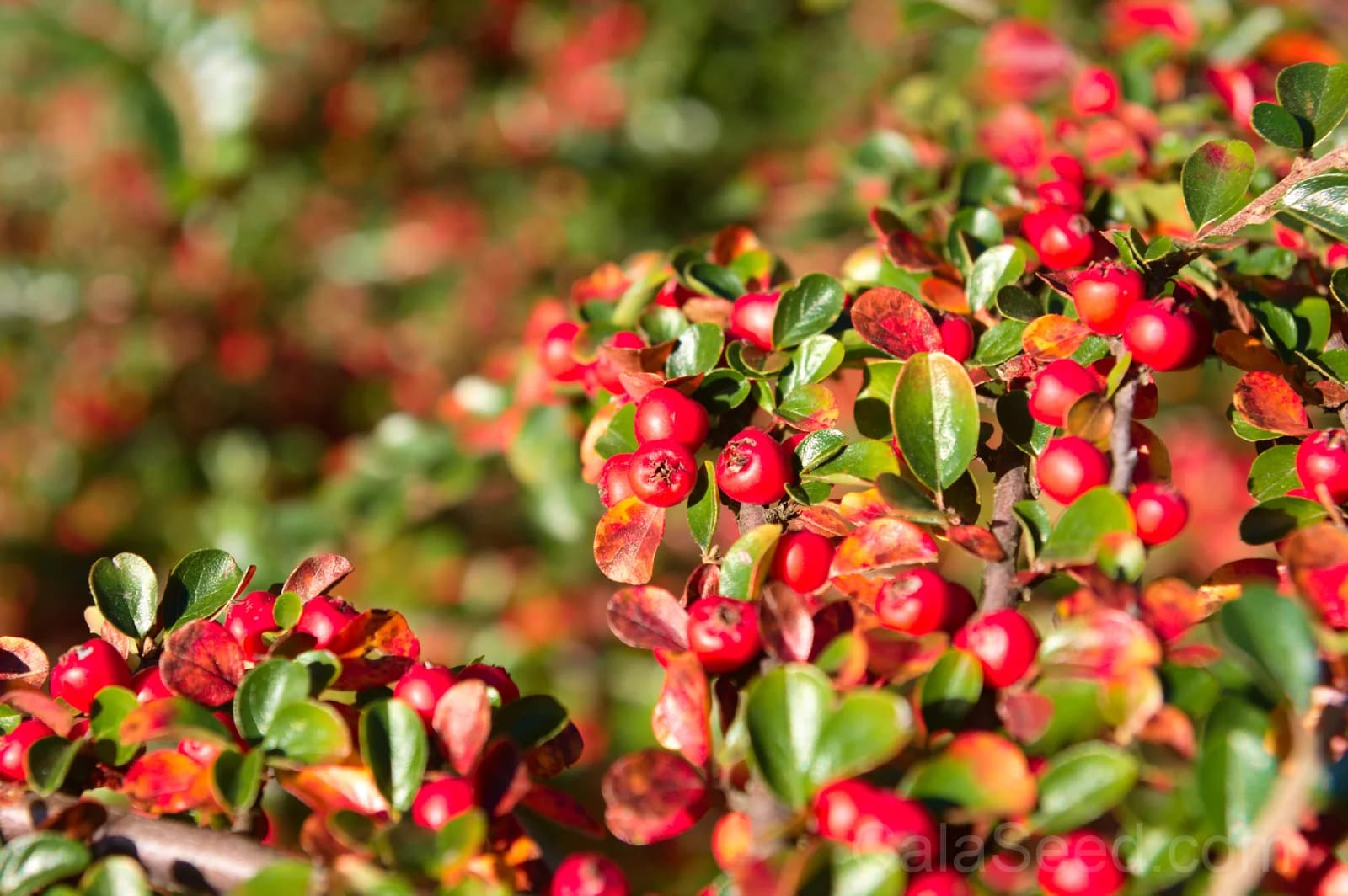 Bearberry 'Kinnikinnick' Seeds — Evergreen Ground Cover - View 2