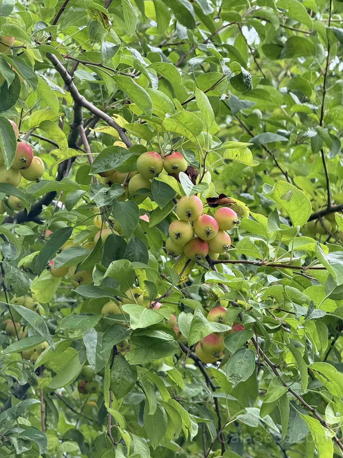 Crab Apple 'Golden Hornet' Seeds — Ornamental Fruit Tree - View 3