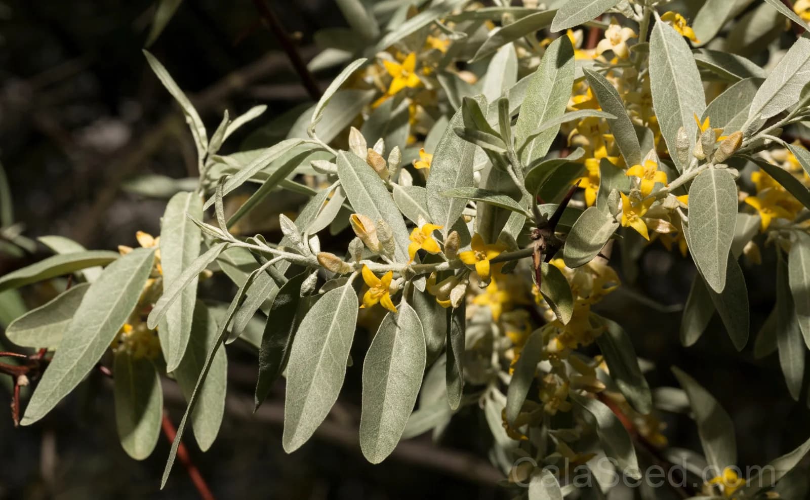 American Silverberry 'Wolf Willow' Seeds — Edible Wild Berry Shrub - View 8