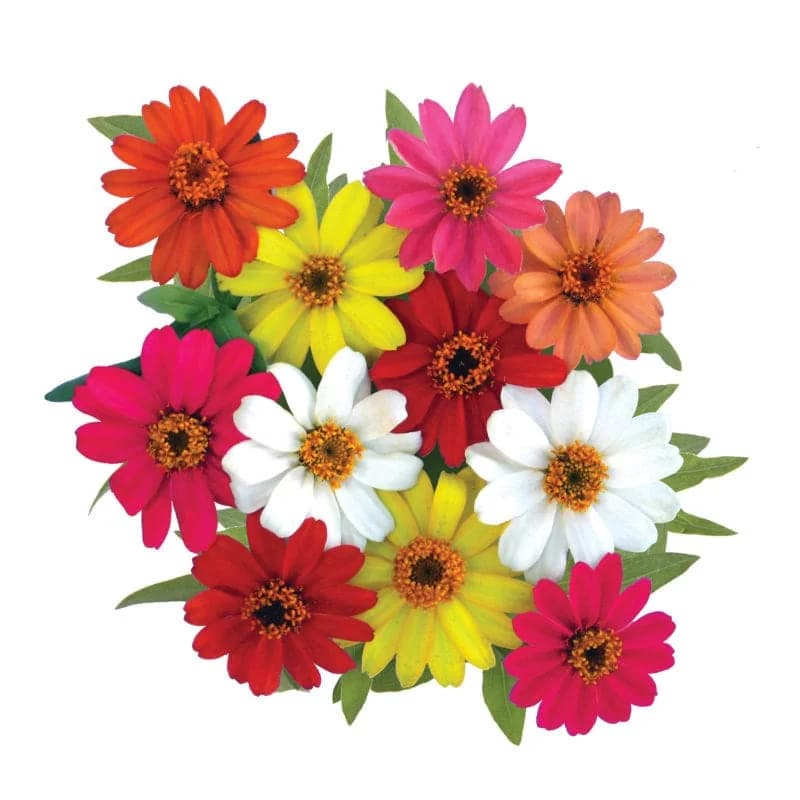 Profusion Mix Zinnia Seeds — Nonstop Blooming Flower Mix - View 3