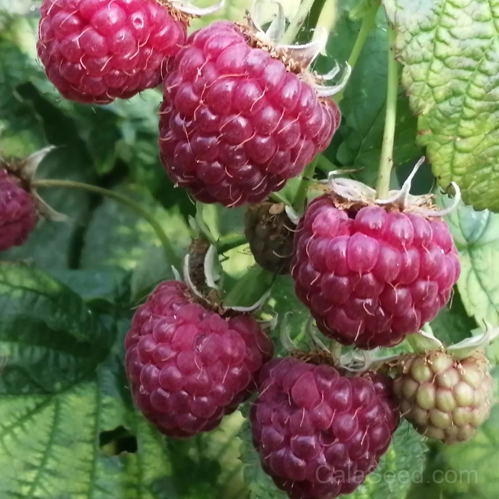 'Autumn Fire' Raspberry Seeds — Vigorous Fall-Bearing Fruit - View 1