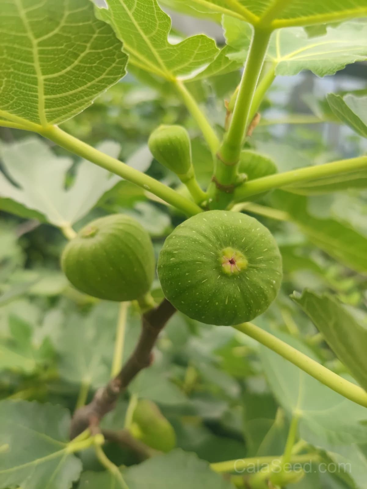 Fig 'Green' Seeds — Sweet Honeyed Fruit - View 7