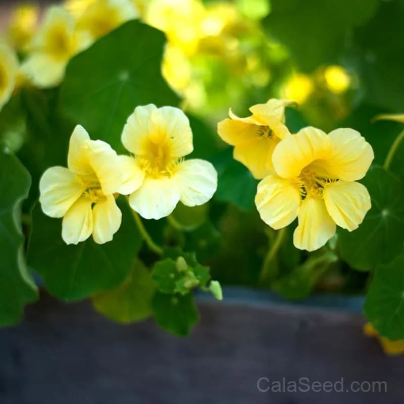 Moonlight Nasturtium Seeds — Edible Flowers & Trailing Vines - View 1