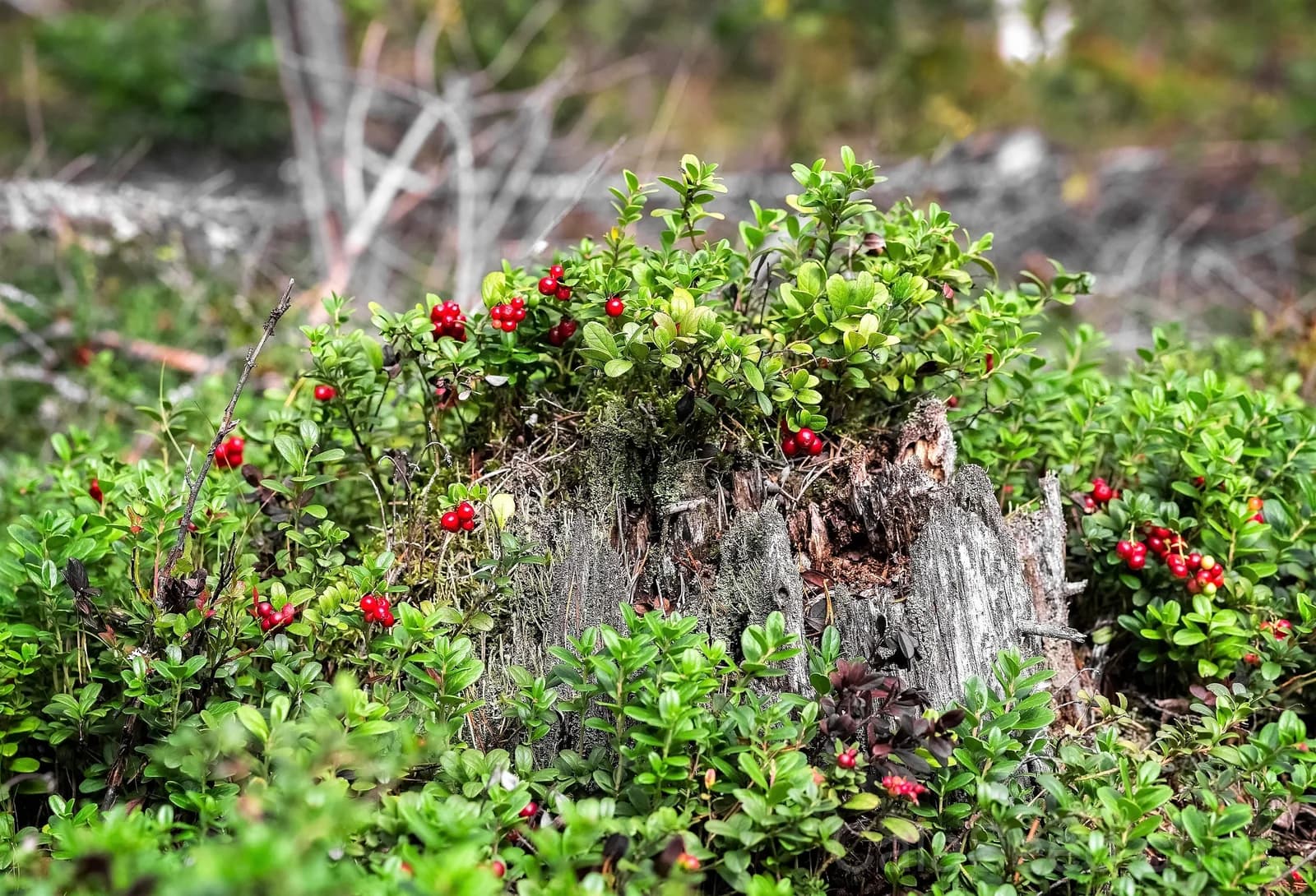 Lingonberry 'Mountain Cranberry' Seeds — Dwarf Evergreen Edible Fruit - View 6