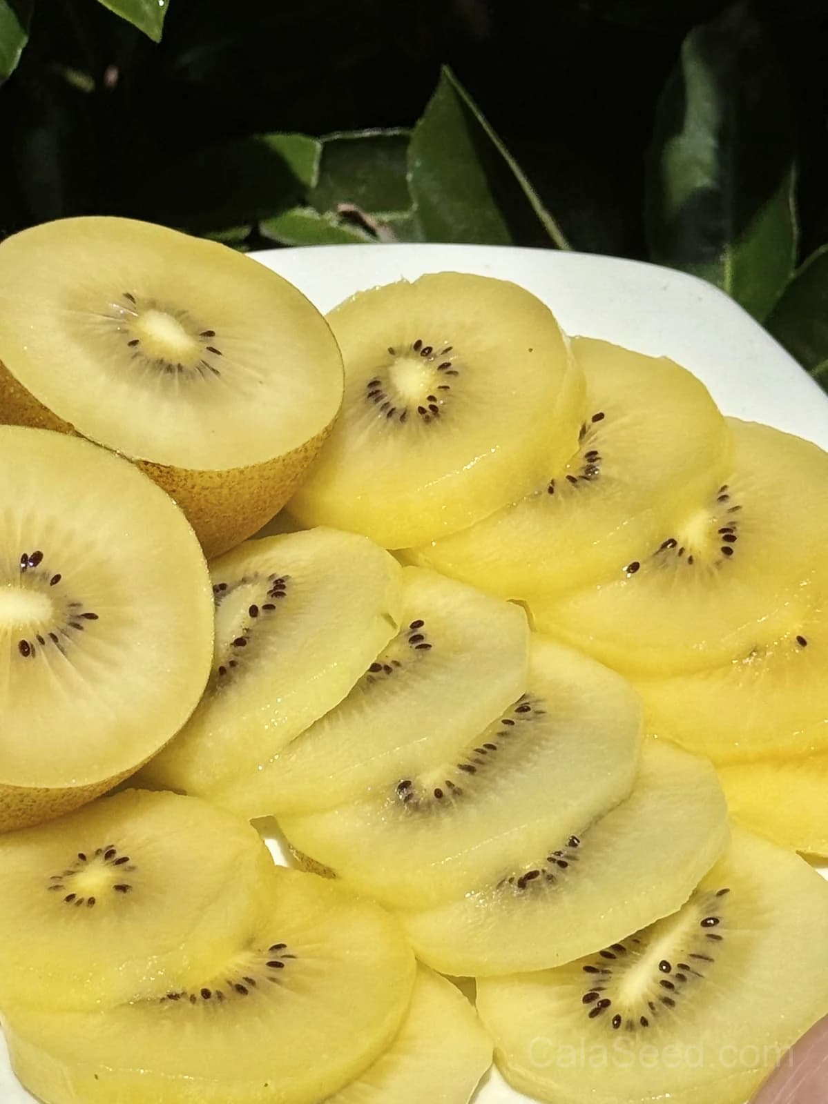 Golden Kiwi 'Actinidia Chinensis' Seeds — Sweet Yellow Fruit Vine - View 5