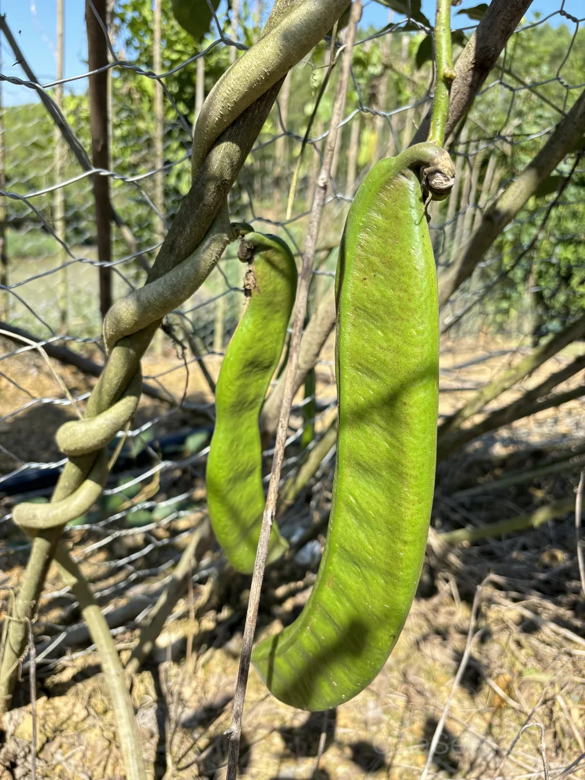 Lima Burpee's Bush Bean Seeds — Compact High-Yield Vegetable - View 5