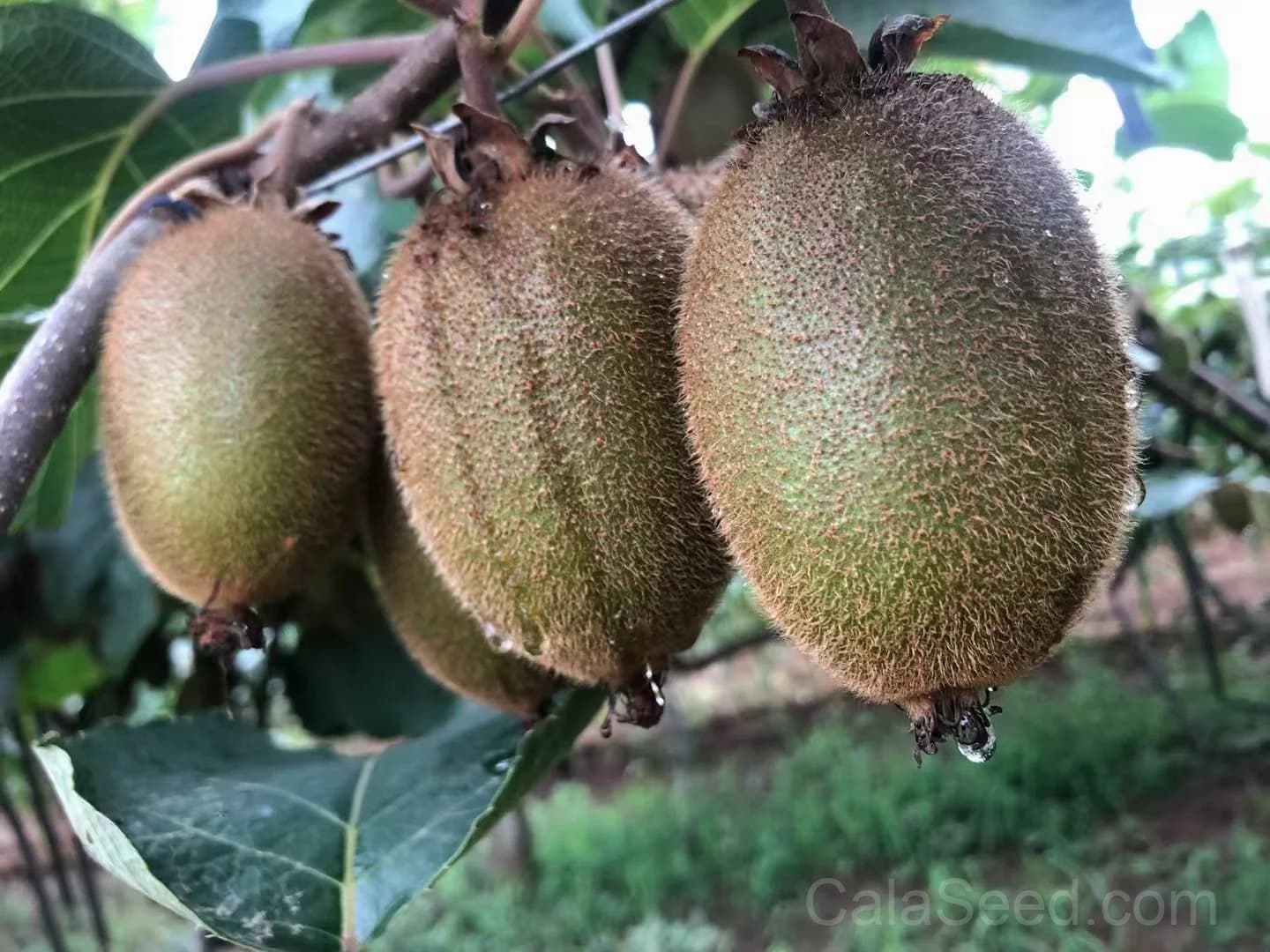 Golden Kiwi 'Actinidia Chinensis' Seeds — Sweet Yellow Fruit Vine - View 7