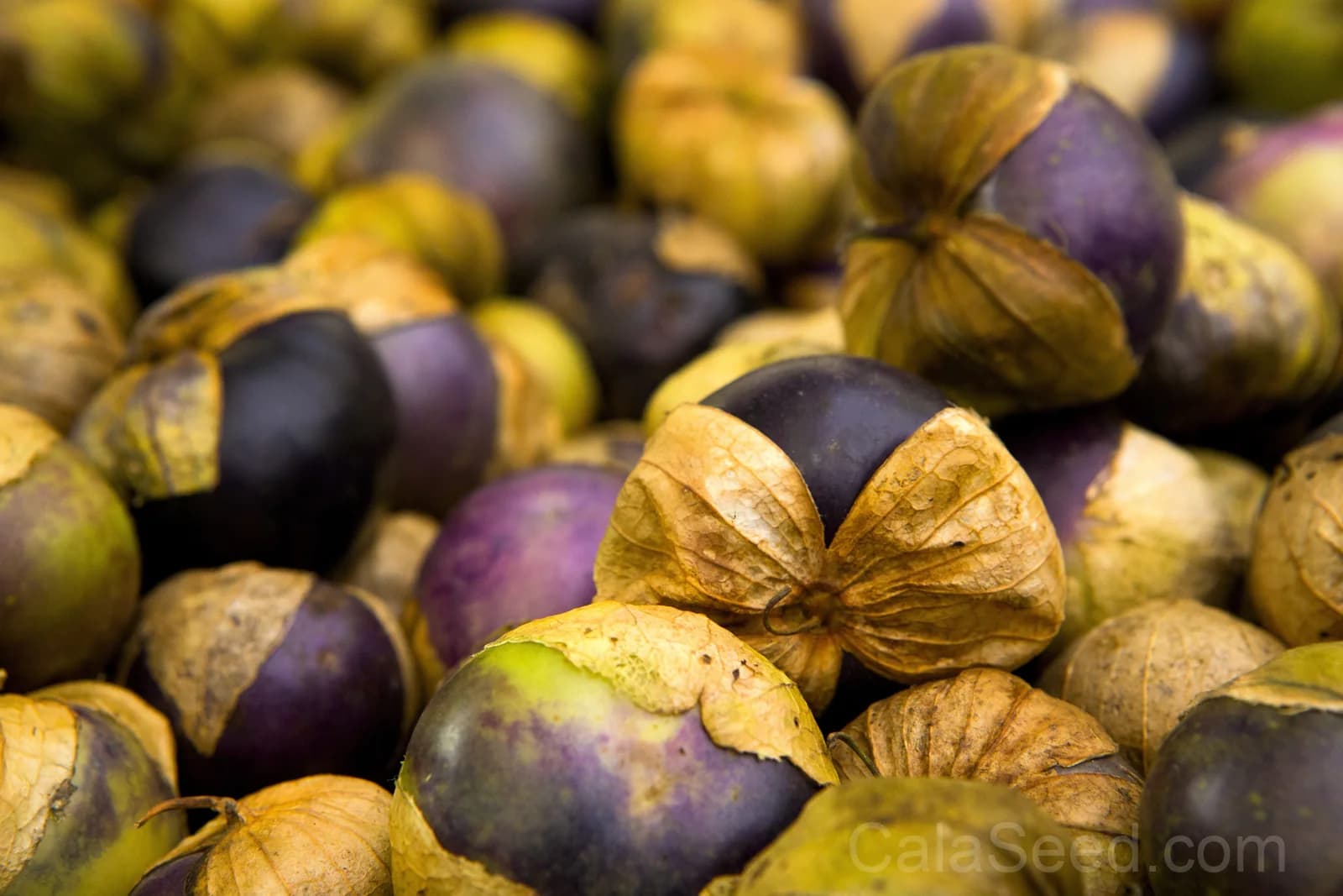 Purple Tomatillo 'Physalis Ixocarpa' Seeds — Husk Tomato for Salsas - View 4