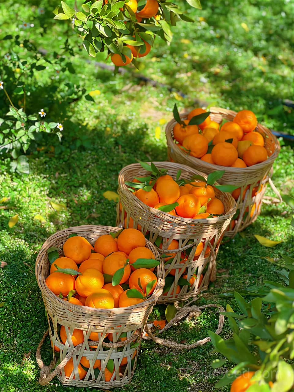 Mandarin 'Orange' Seeds — Sweet Citrus Fruit - View 6