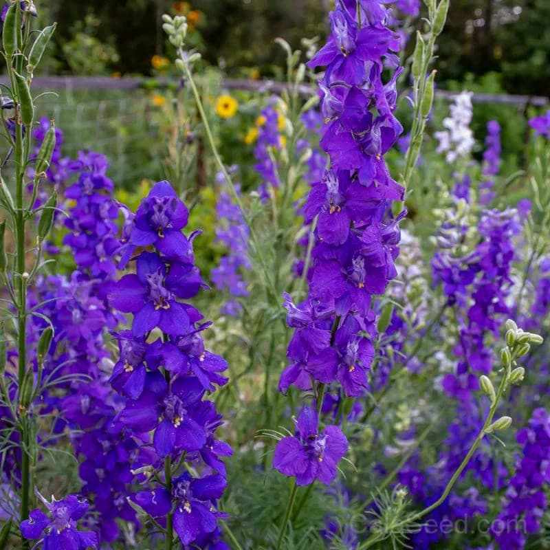 Giant Imperial Mix Larkspur Seeds — Tall Cottage Garden Blooms - View 3