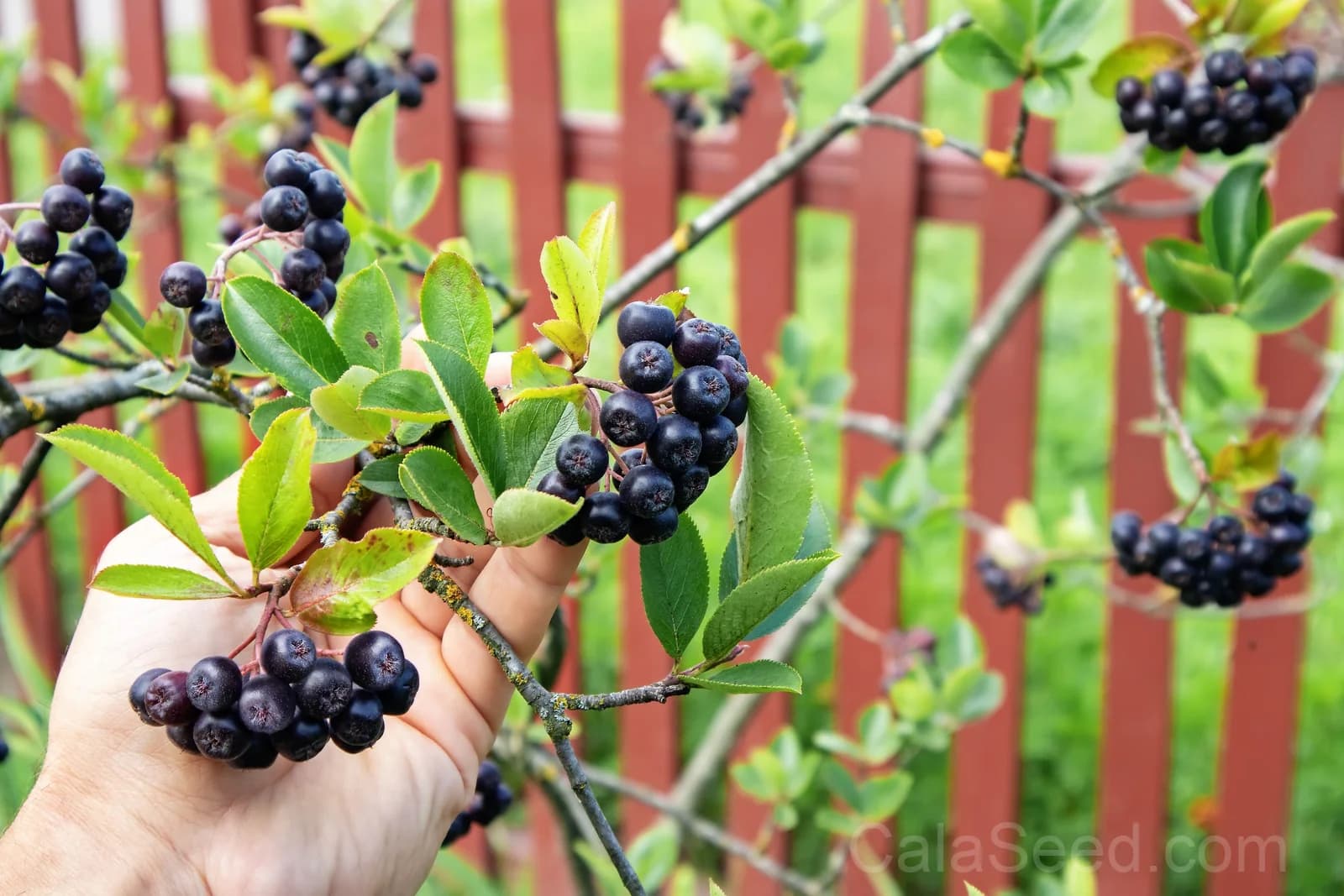 Black Chokeberry 'Aronia Melanocarpa' Seeds — White-Flowered Fruit Shrub - View 3