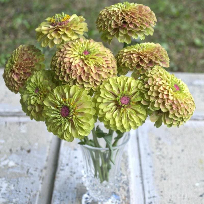 Queeny Lime Blush Zinnia Seeds — Unique Bicolor Blooms - View 1