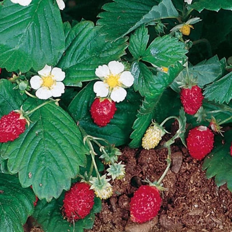 Strawberry 'Alexandria' Alpine Seeds — Sweet Perennial Fruit - View 2