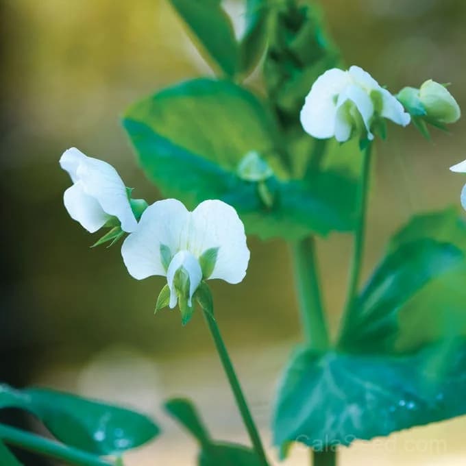 Blue Bantam Dwarf Pea Seeds — Compact Heirloom Shelling Pea - View 4