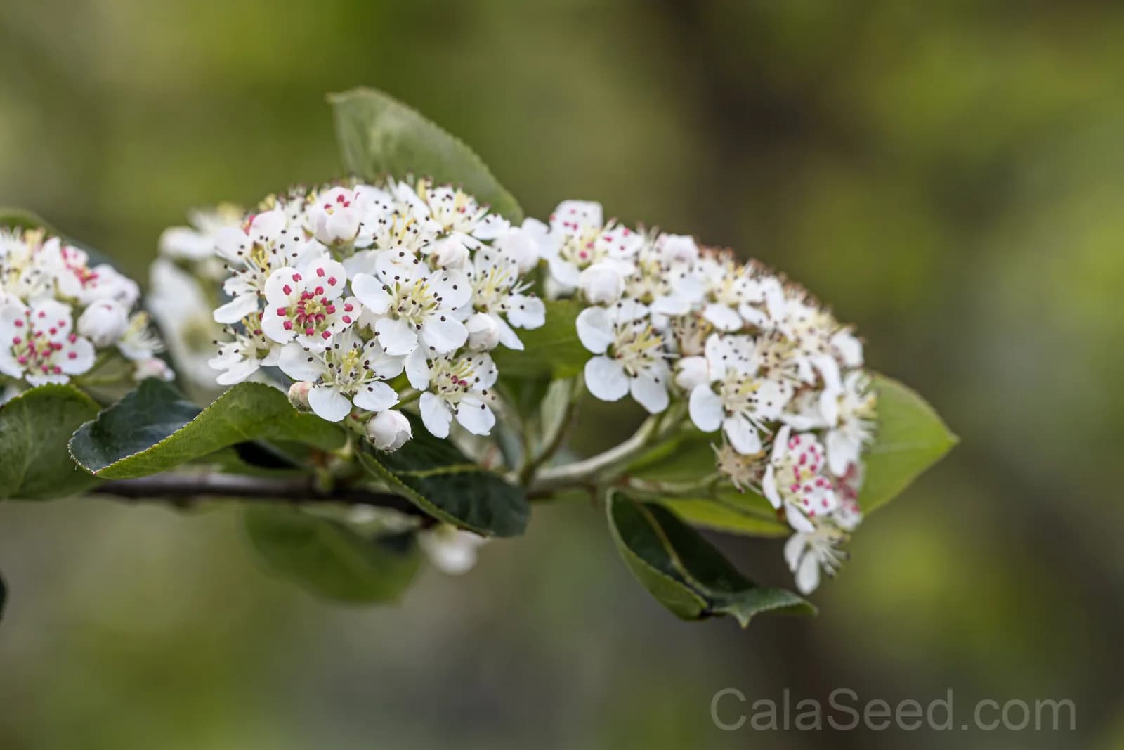 Purple Chokeberry 'Aronia Prunifolia' Seeds — White-Flowered Fruit Shrub - View 2