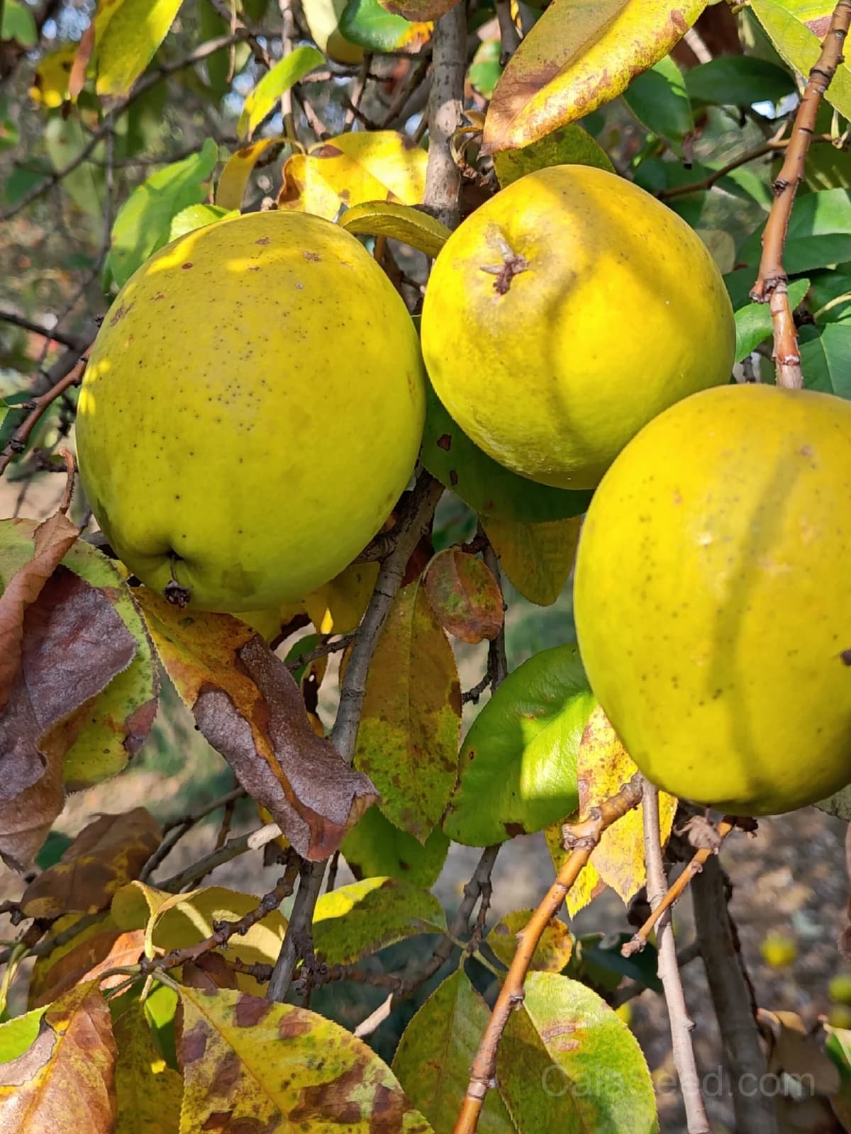 Quince Seeds — Aromatic Golden Fruit - View 1