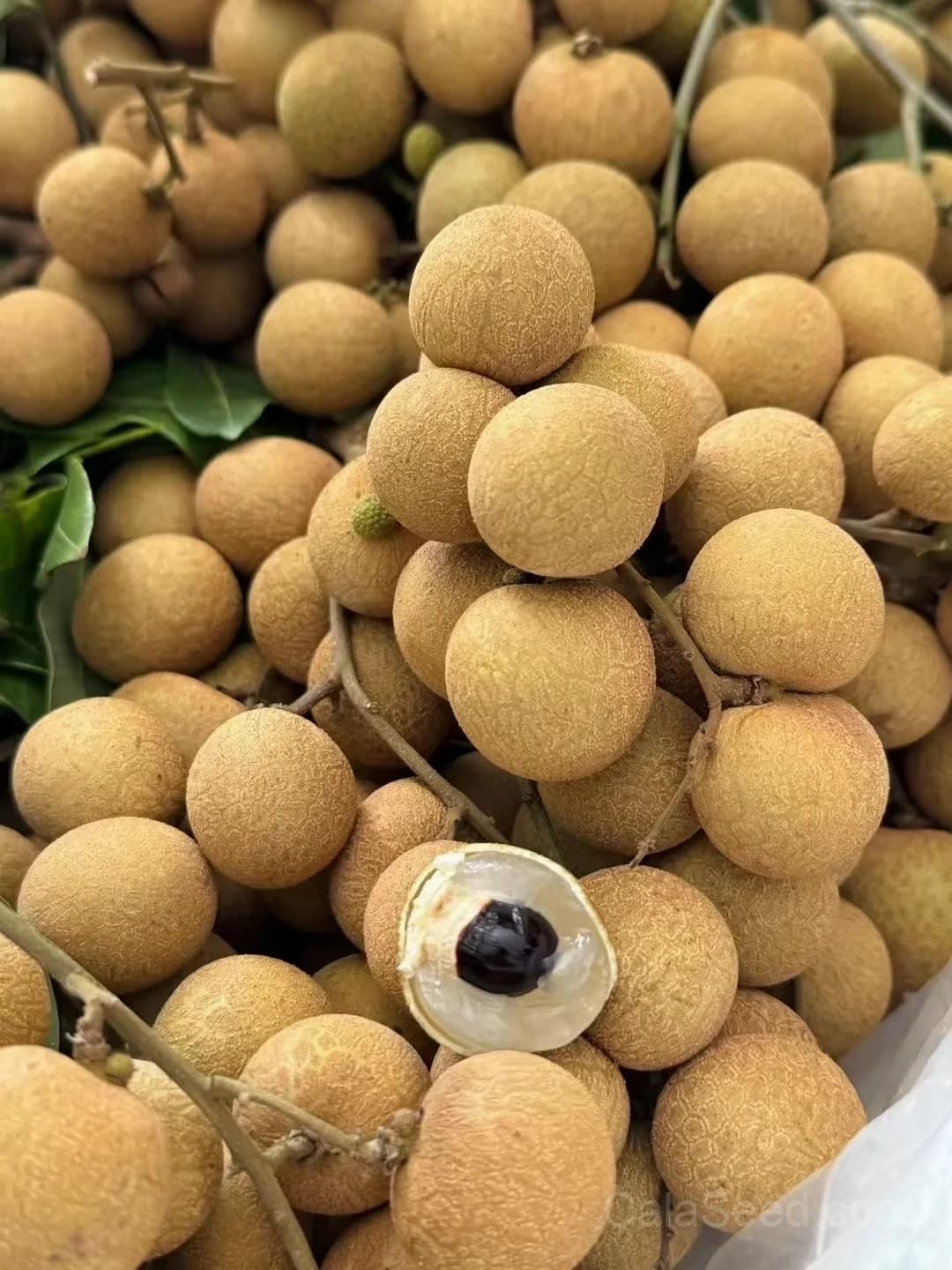 Longan 'Dimocarpus' Seeds — Sweet Tropical Fruit - View 5
