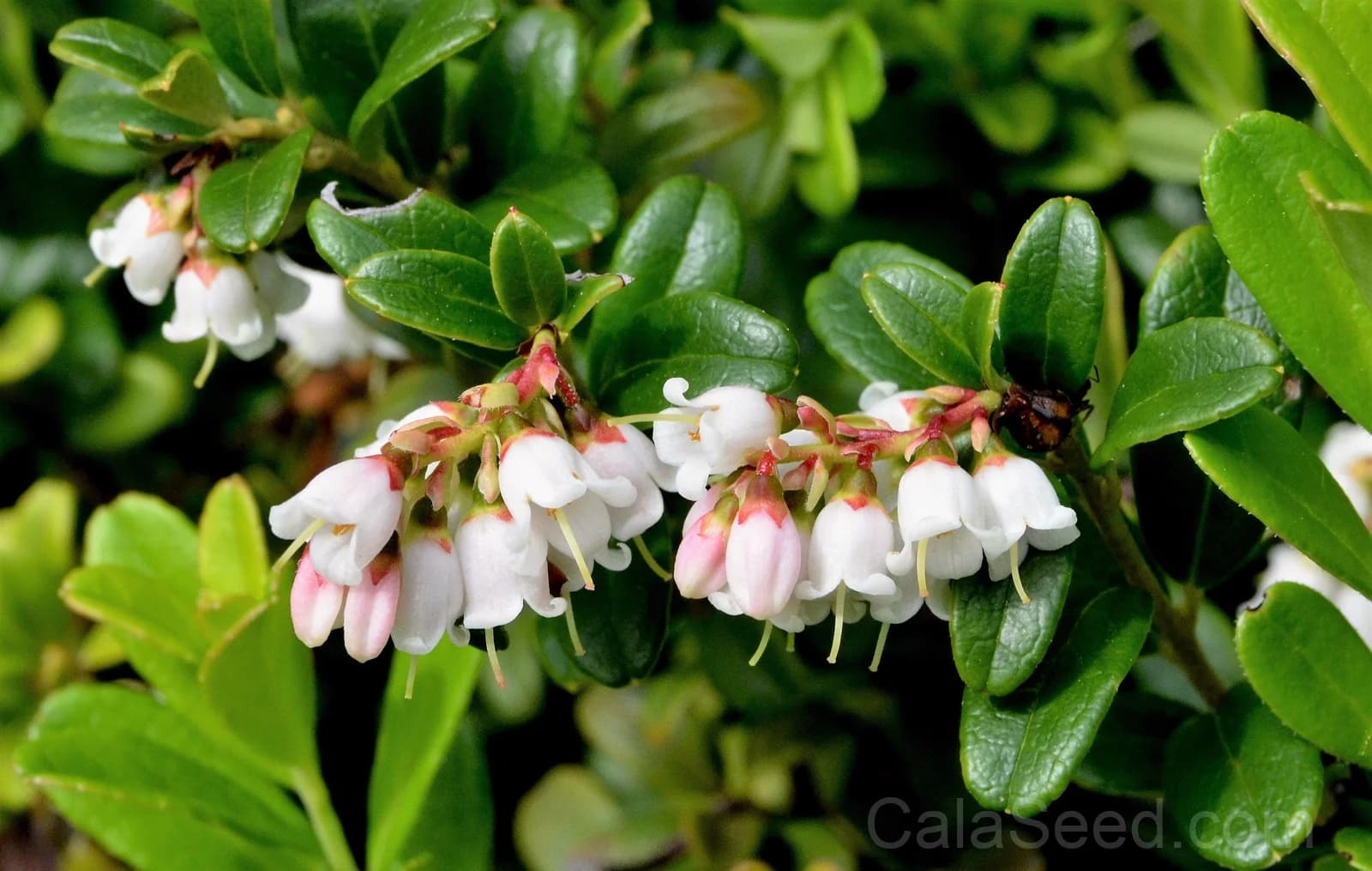 Lingonberry 'Mountain Cranberry' Seeds — Dwarf Evergreen Edible Fruit - View 4