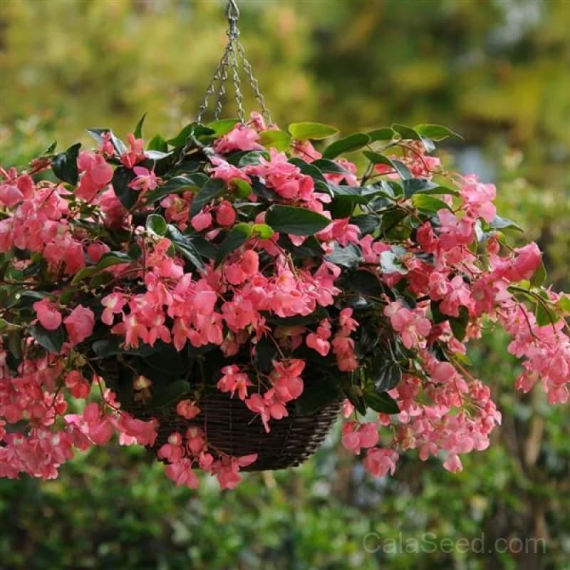 Dragon Wing Pink Begonia Seeds — Trailing Shade Bloom - View 2