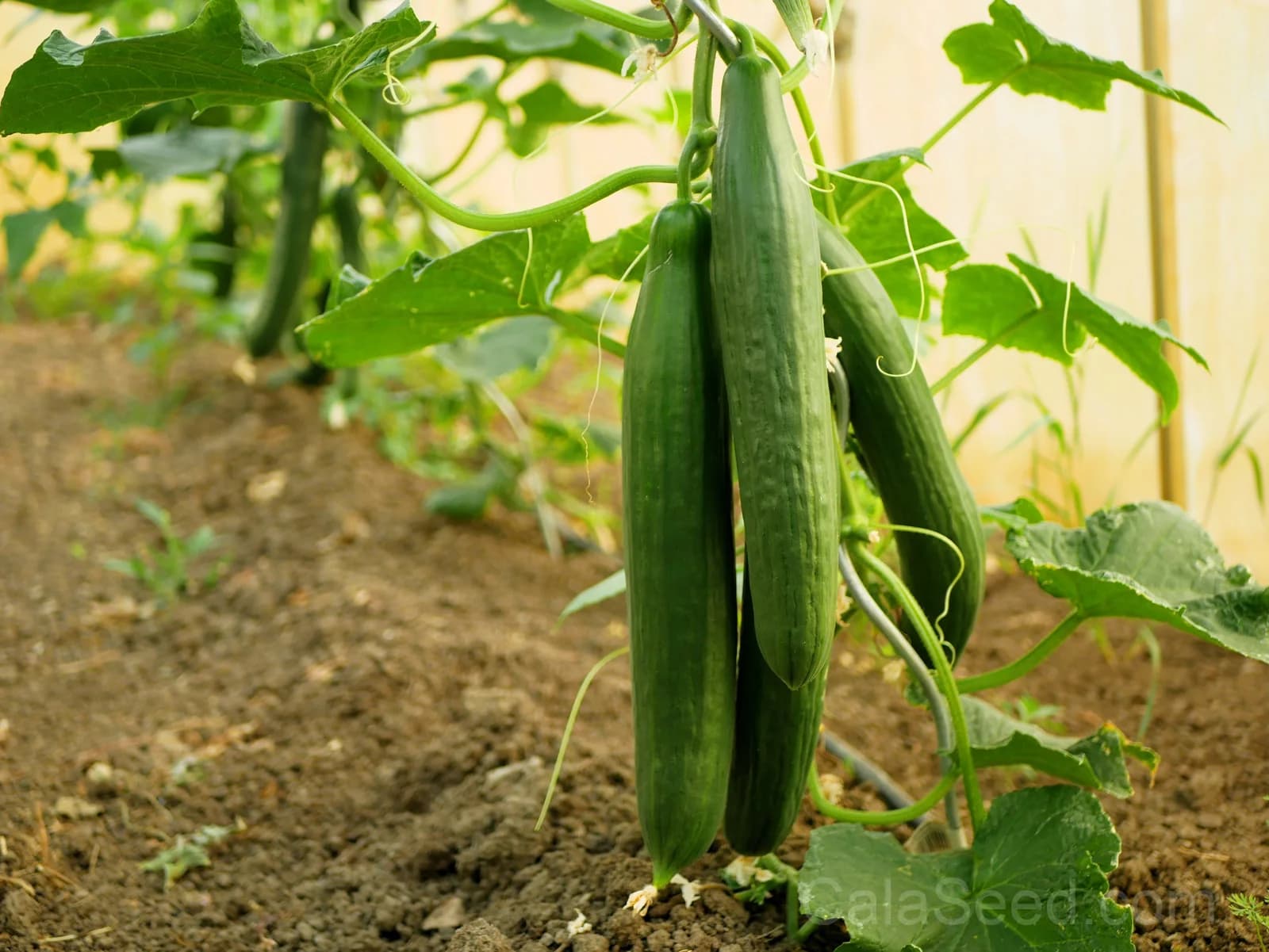 English Cucumber 'Burpless' Seeds — Smooth Skin No Bitterness - View 3