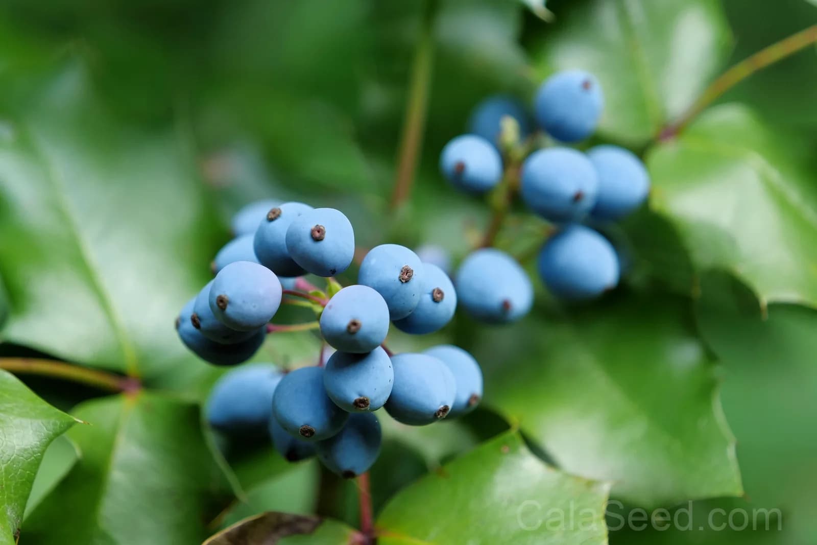 Oregon Grape 'Hollyleaved' Seeds — Edible Blue Fruit Vine - View 6