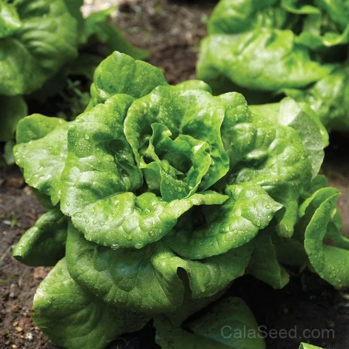 Buttercrunch Lettuce Seeds — Crisp Butterhead Variety - View 2