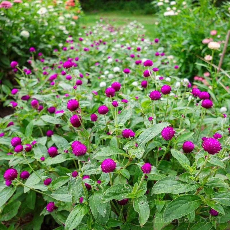 Globe Amaranth Seeds — Long-Lasting Dried Flowers - View 8