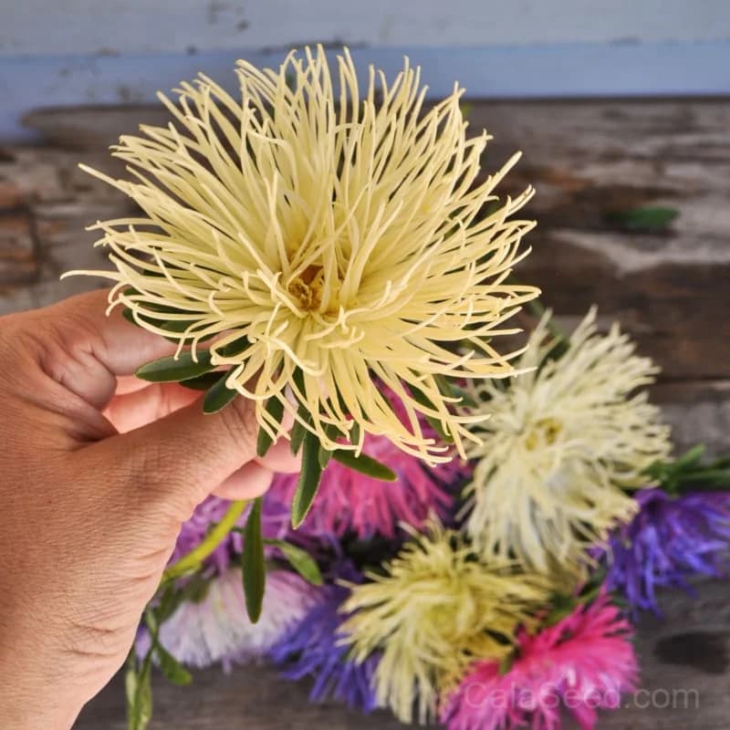 Valkyrie Mix Aster Seeds — Vibrant Pollinator-Friendly Blooms - View 3