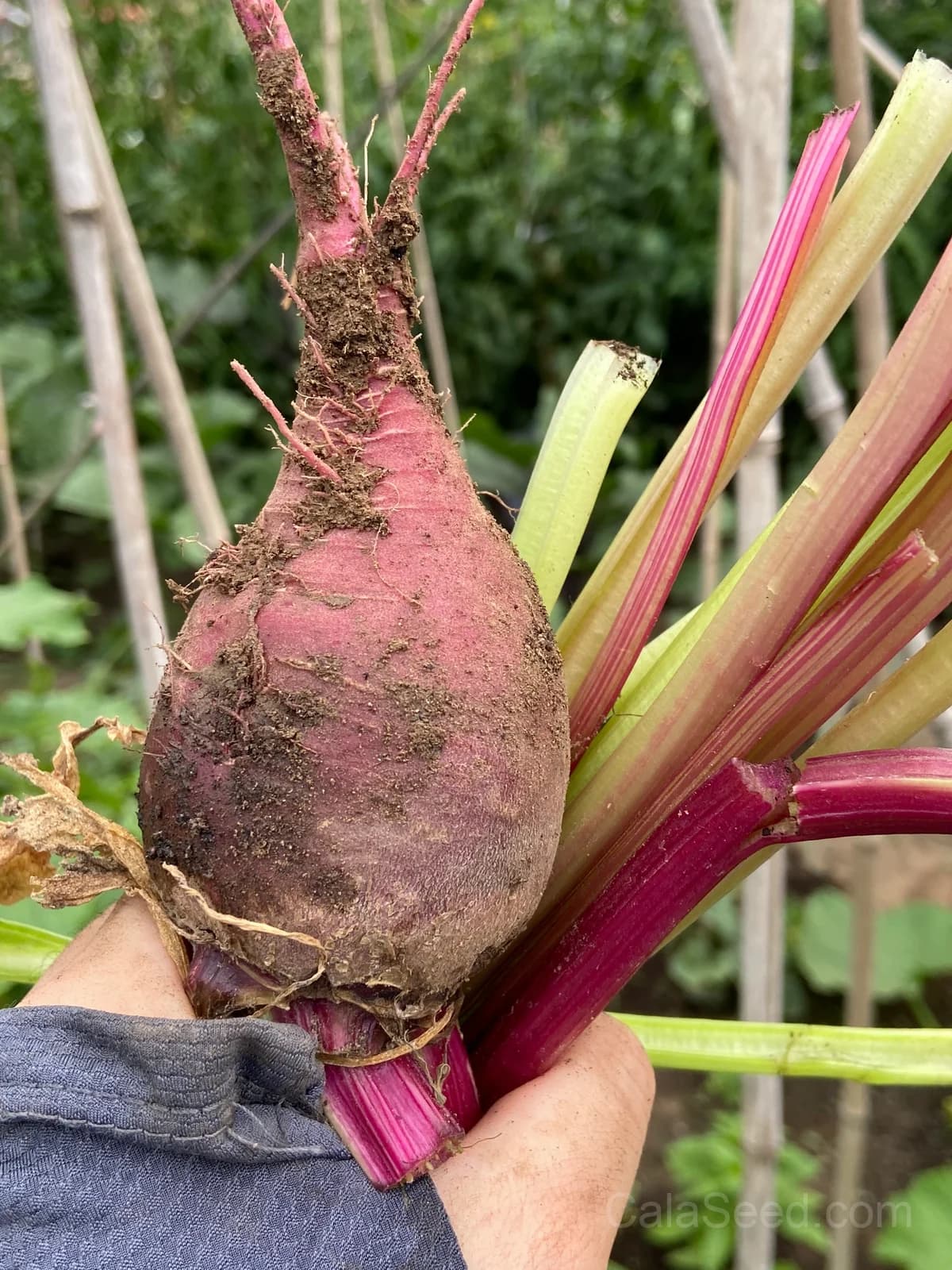 Chioggia Beet Seeds — Candy-Striped Heirloom Root - View 2