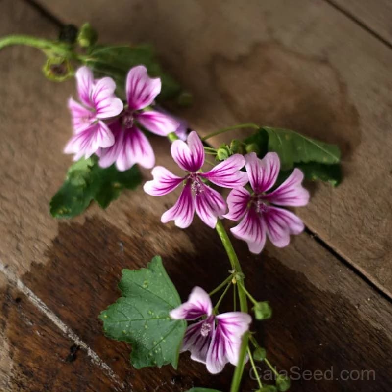 Zebrina Malva Seeds — Striped Hollyhock Bloom - View 1