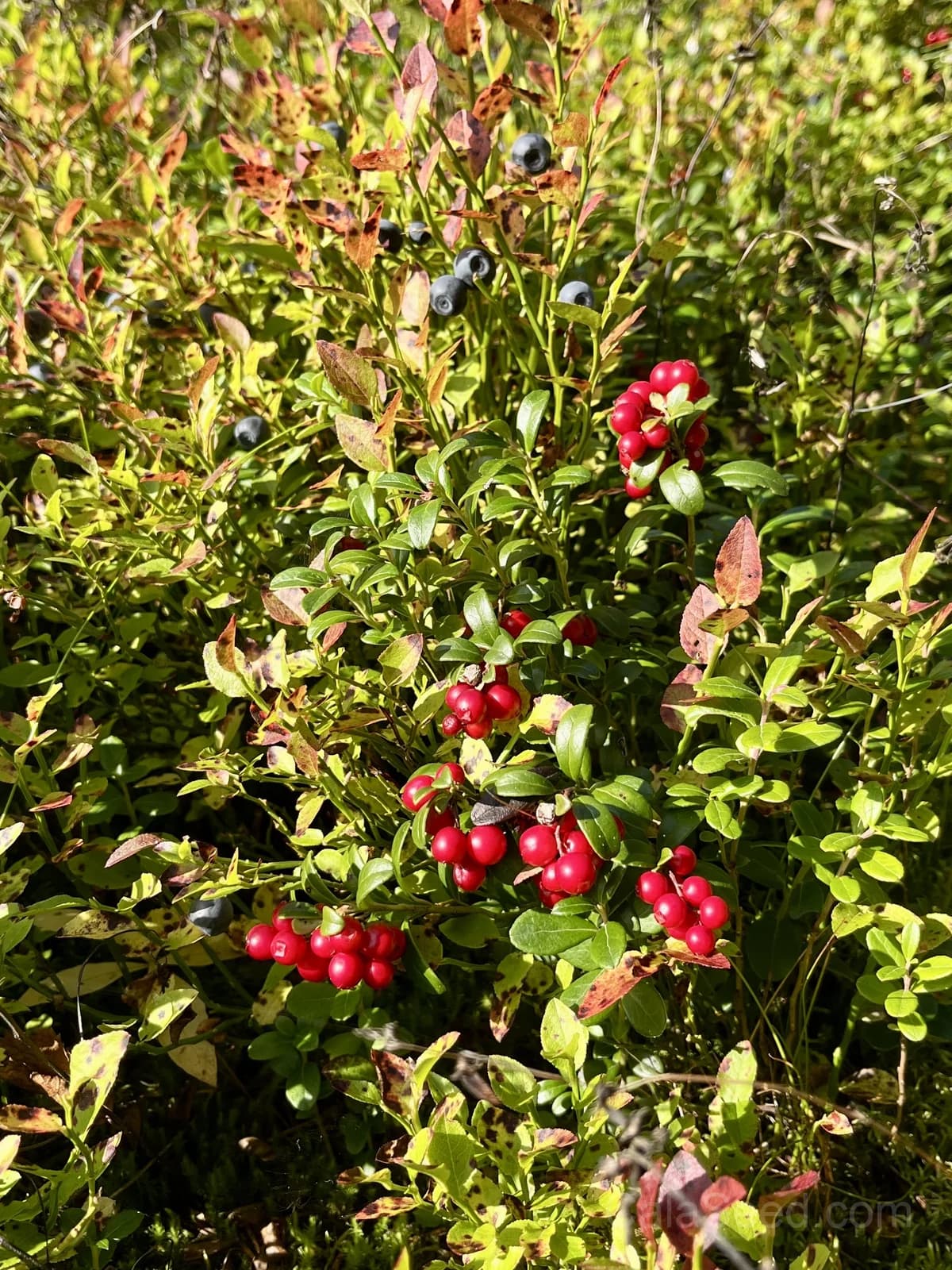 Lingonberry 'Red Pearl' Seeds — Tart Berry Ground Cover - View 5