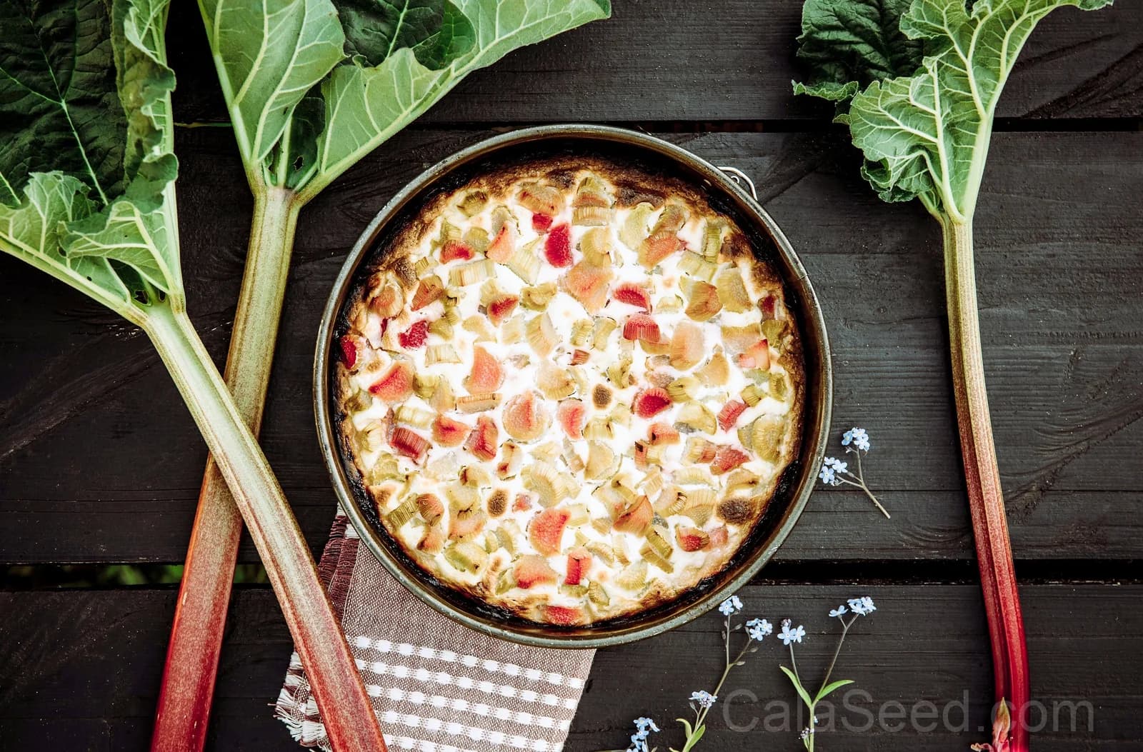 Glaskins Perpetual Rhubarb Seeds — Classic Pieplant Vegetable - View 9