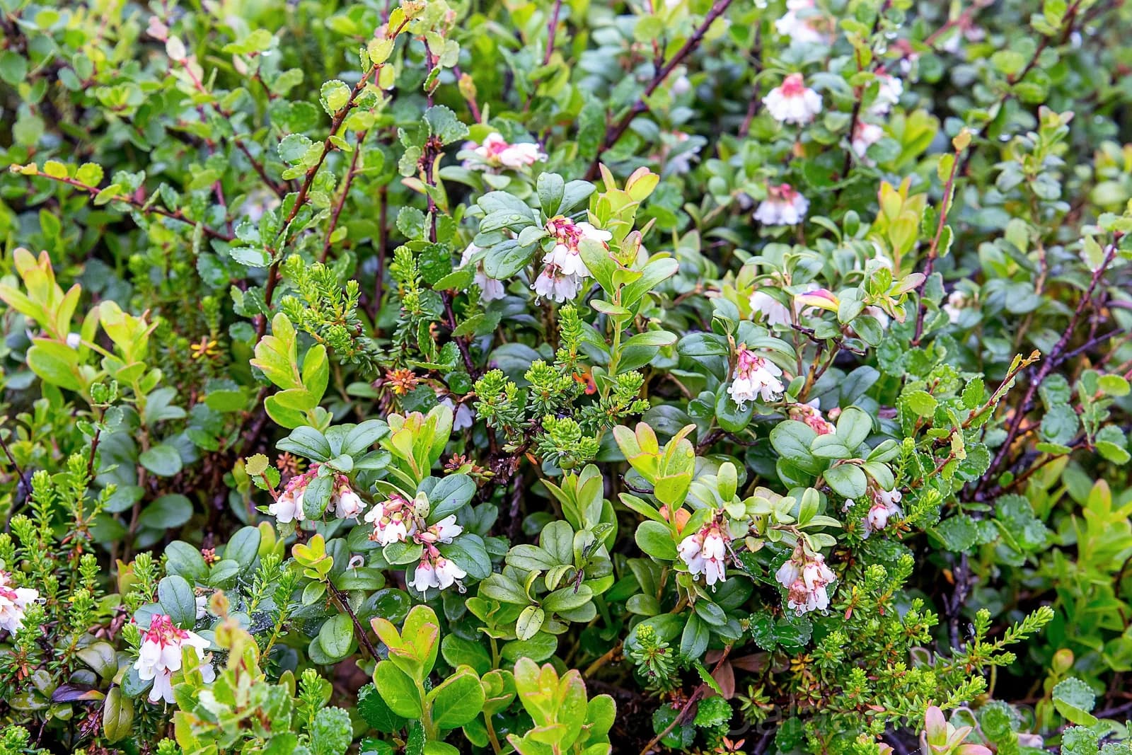 Lingonberry 'Mountain Cranberry' Seeds — Dwarf Evergreen Edible Fruit - View 7