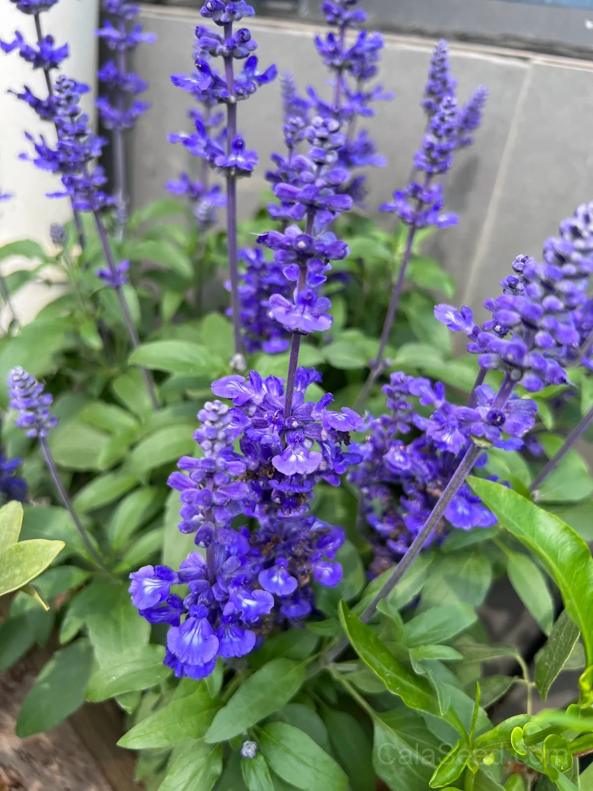 Blue Bedder Salvia Seeds — Compact Blue Flowering Perennial - View 2