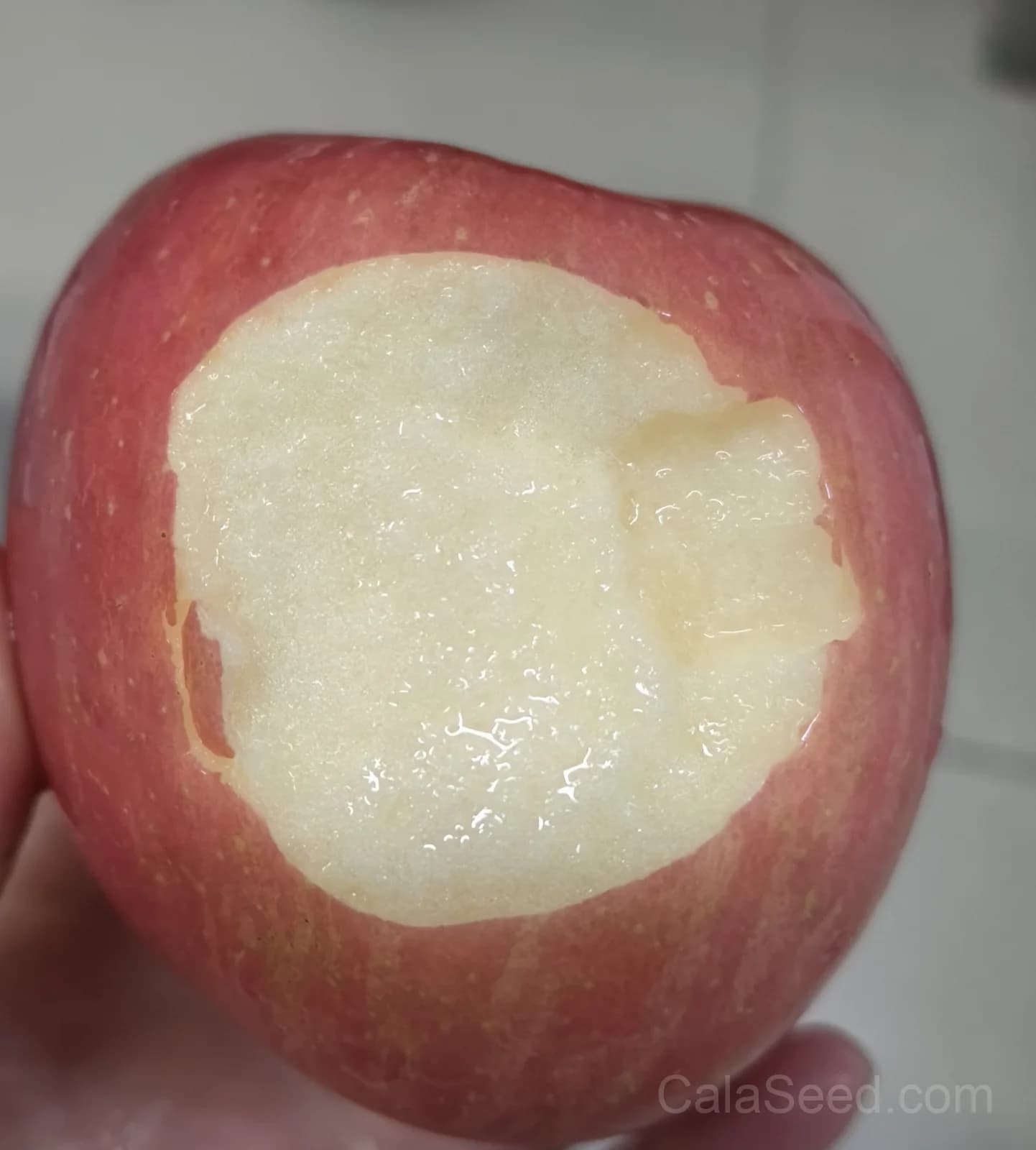 Apple 'Penn Inn Pippin' Seeds — Heirloom American Dessert Apple - View 4