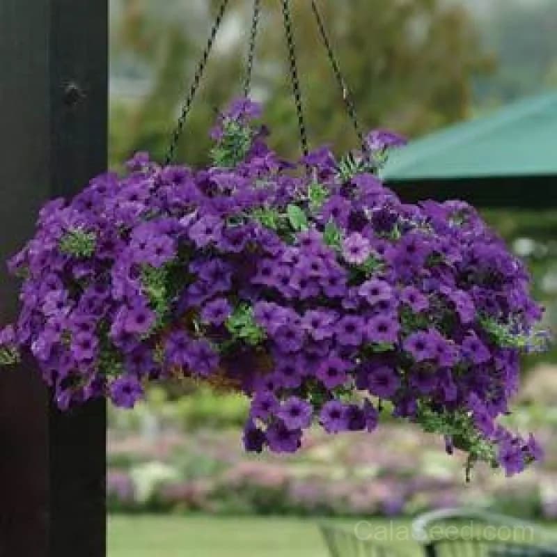 Blue Wave Petunia Seeds — Cascading Blue Blooms - View 3