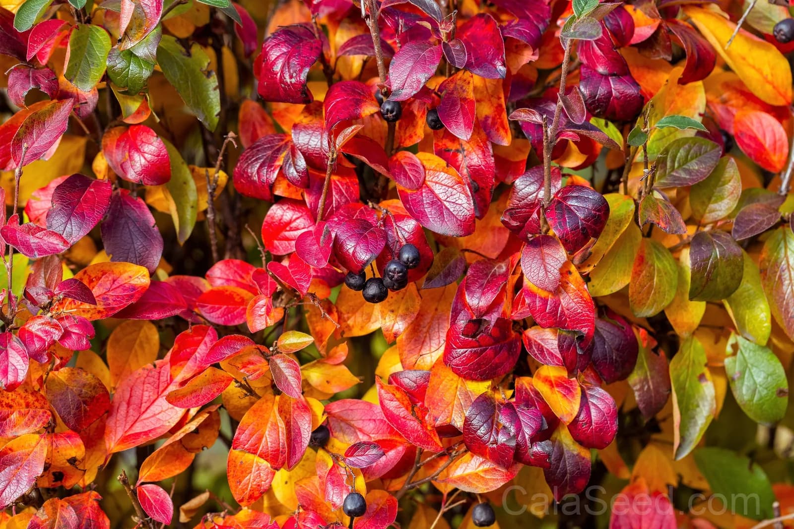 Black Chokeberry 'Aronia Melanocarpa' Seeds — White-Flowered Fruit Shrub - View 6