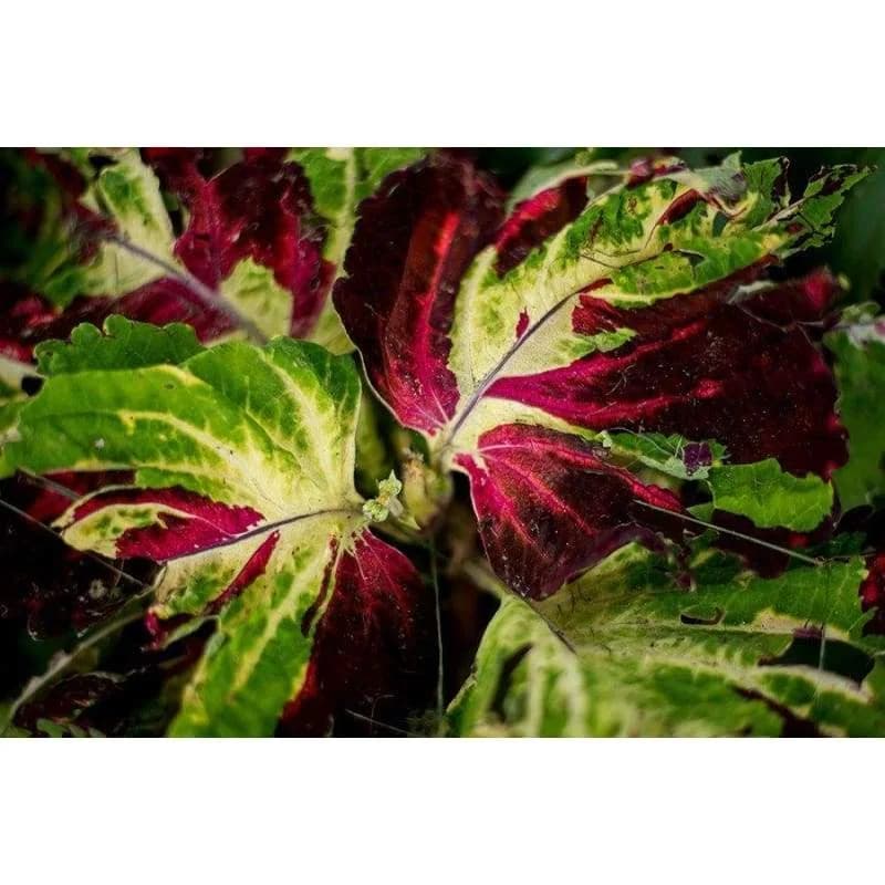 Kong Series Mix Coleus Seeds — Vibrant Foliage Shade Garden - View 5