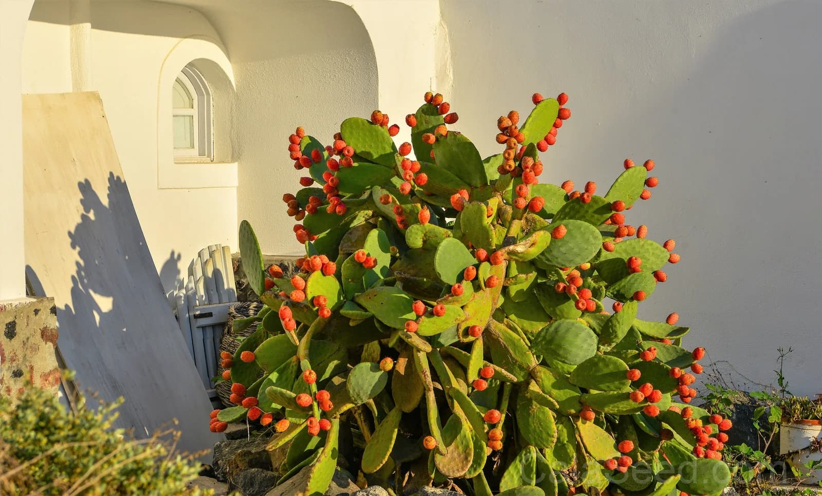 Prickly Pear Cactus 'Opuntia Ficus-Indica' Seeds — Edible Fruit & Flowers - View 4